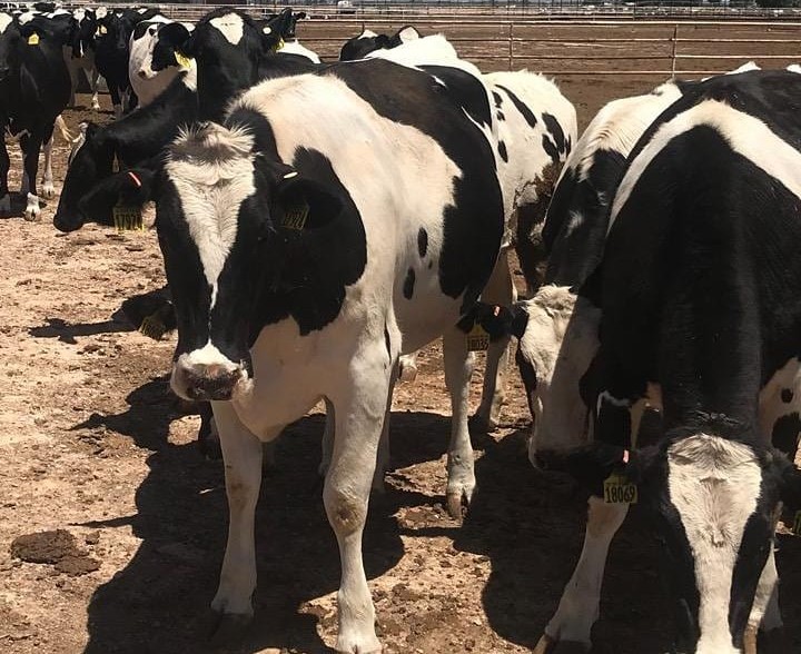 Holstein Friesian cattle for sale